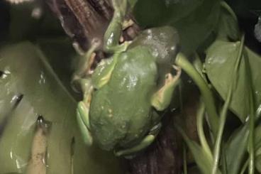 Frösche  kaufen und verkaufen Foto: Agalychnis dacnicolor - tadpoles