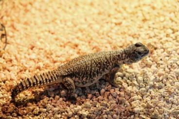 Echsen  kaufen und verkaufen Foto: 0.0.1 Uromastyx nigriventris