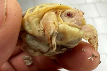 Schildkröten kaufen und verkaufen Photo: Hermanni hermanni Albine T+ Schildkröten kaufen und verkaufen Photo: Hermanni hermanni Albine T+