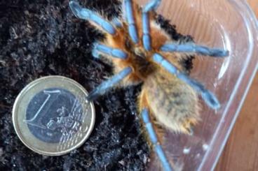 Spinnen und Skorpione kaufen und verkaufen Foto: Harpactira, Sericopelma, Xenesthis NZten
