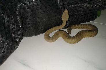Venomous snakes kaufen und verkaufen Photo: 1.0 crotalus willardi silus 