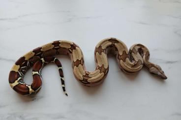 Boas kaufen und verkaufen Photo: 1.0 boa constrictor Guyana Boas kaufen und verkaufen Photo: 1.0 boa constrictor Guyana