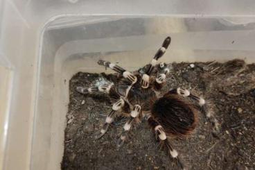 Vogelspinnen kaufen und verkaufen Foto: Wunderschöne Tierchen +++++++++ Vogelspinnen kaufen und verkaufen Foto: Wunderschöne Tierchen +++++++++