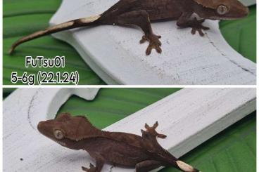 Geckos kaufen und verkaufen Photo: 6x unsexed Charcoal Kronengecko C.ciliatus 