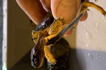 Schildkröten  kaufen und verkaufen Foto: Kinosternon acutum for Houten 