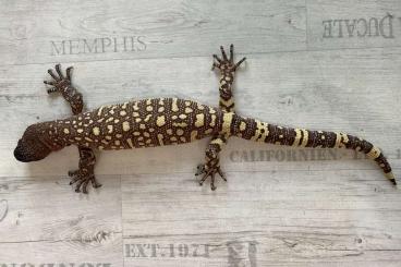 Lizards kaufen und verkaufen Photo: Heloderma h. exasperatum 1.4