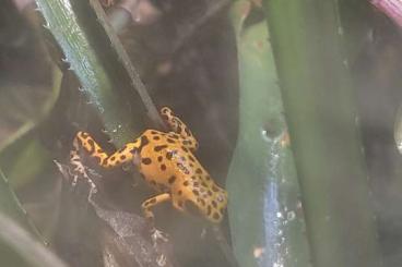 Poison dart frogs kaufen und verkaufen Photo: 1.1 bastimentos  legend und ziehend