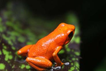 Poison dart frogs kaufen und verkaufen Photo: Stocklist ToxFrogs | Futtertiere | Terrawall | Showterrarium | Zubehör