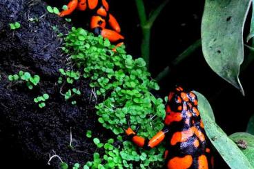Poison dart frogs kaufen und verkaufen Photo: www.toxfrogs-shop.de Pfeilgiftfrösche Futtertiere & Zubehör Poison dart frogs kaufen und verkaufen Photo: www.toxfrogs-shop.de Pfeilgiftfrösche Futtertiere & Zubehör