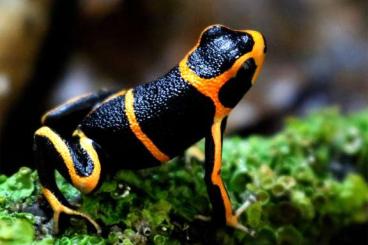 Poison dart frogs kaufen und verkaufen Photo: www.toxfrogs-shop.de Pfeilgiftfrösche Futtertiere & Zubehör Poison dart frogs kaufen und verkaufen Photo: www.toxfrogs-shop.de Pfeilgiftfrösche Futtertiere & Zubehör