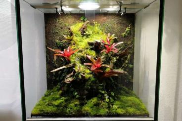 Poison dart frogs kaufen und verkaufen Photo: www.toxfrogs-shop.de Pfeilgiftfrösche Futtertiere & Zubehör Poison dart frogs kaufen und verkaufen Photo: www.toxfrogs-shop.de Pfeilgiftfrösche Futtertiere & Zubehör