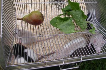 Futtertiere kaufen und verkaufen Foto: Biete Futterratten lebend oder Frost 