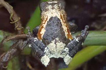 Frösche  kaufen und verkaufen Foto: Theloderma asperum Rauer Flechtenmoosfrosch 