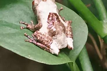 Frösche  kaufen und verkaufen Foto: Theloderma asperum Rauer Flechtenmoosfrosch 