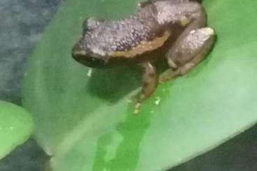 frogs kaufen und verkaufen Photo: Mitchell's Riedfrosch Hyperolius mitchelli 