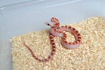 Schlangen kaufen und verkaufen Foto: Corn snakes and hybrids cb 22