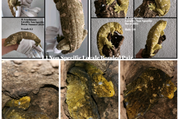 Geckos kaufen und verkaufen Foto: 1.1 R.Leachianus Island Mix Pair - bonded not proven