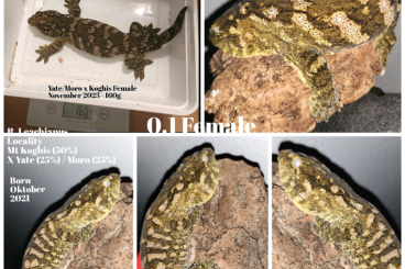 Geckos kaufen und verkaufen Foto: R. Leachianus Gt 0.1 Female Mix for Size and Color