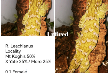 Geckos kaufen und verkaufen Foto: R. Leachianus 0.1 - Gt Female Mix for Size and Color