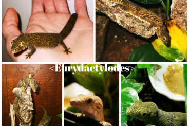 Geckos kaufen und verkaufen Photo: Eurydactylodes all Specs > Medi up to Adult