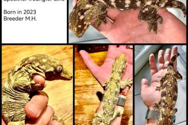 Geckos kaufen und verkaufen Photo: R.Leachianus -> Gt - Local >Riviere Bleue Geckos kaufen und verkaufen Photo: R.Leachianus -> Gt - Local >Riviere Bleue