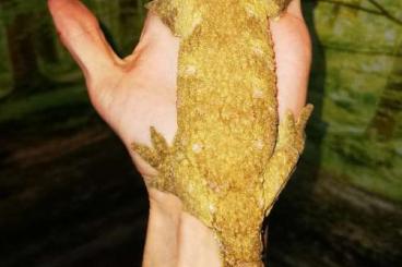 Geckos kaufen und verkaufen Foto: R. Leachianus pure Islands Geckos kaufen und verkaufen Foto: R. Leachianus pure Islands