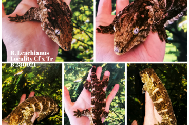 Geckos kaufen und verkaufen Photo: R. Leachianus Islands / GT Geckos kaufen und verkaufen Photo: R. Leachianus Islands / GT
