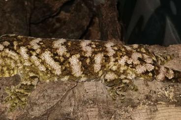 Geckos kaufen und verkaufen Photo: R. Leachianus pure Islands Geckos kaufen und verkaufen Photo: R. Leachianus pure Islands