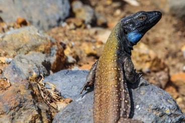 Lizards kaufen und verkaufen Photo: Gallotia galloti palmae Jungtiere / Einzeltiere