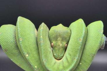 Pythons kaufen und verkaufen Foto: 1.0 Baumpython Morelia Viridis von 05/23 Pythons kaufen und verkaufen Foto: 1.0 Baumpython Morelia Viridis von 05/23