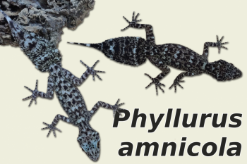 Lizards kaufen und verkaufen Photo: Phyllurus amnicola