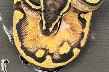 Ball Pythons kaufen und verkaufen Photo: Königspython pythius regius piebald