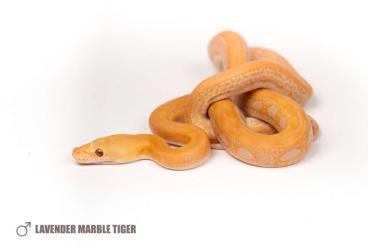 Pythons kaufen und verkaufen Foto: Malayopython reticulatus, Netz Python, Retic