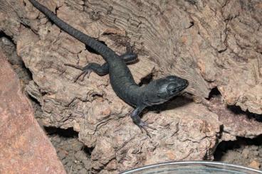 Lizards kaufen und verkaufen Photo: Timon lepidus melanist / jeweled lacerta melanistic Lizards kaufen und verkaufen Photo: Timon lepidus melanist / jeweled lacerta melanistic