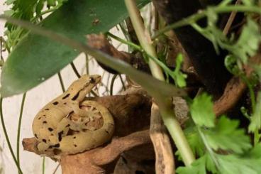 Geckos kaufen und verkaufen Foto: Lepidodactylus lugubris "Hawaii" for Hamm