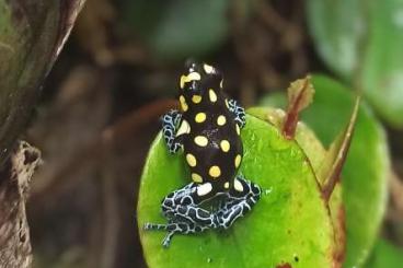 Poison dart frogs kaufen und verkaufen Photo: 2.3 Ranitomeya vanzolini und 0.3 D.t.tumucumaque 