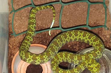 Snakes kaufen und verkaufen Photo: Protobothrops (Zhaoermia) mangshanensis, CB 2023
