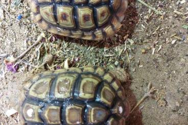 Schildkröten  kaufen und verkaufen Foto: 2,1 Homopus Areolatus Adult