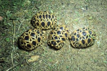 Schildkröten kaufen und verkaufen Foto: Geochelone Platynota NZ 2023 Schildkröten kaufen und verkaufen Foto: Geochelone Platynota NZ 2023