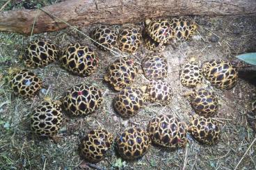 Schildkröten kaufen und verkaufen Foto: Geochelone Platynota NZ 2024 Schildkröten kaufen und verkaufen Foto: Geochelone Platynota NZ 2024
