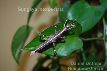 Insekten kaufen und verkaufen Foto: Sungaya inexpectata 'Lowland'