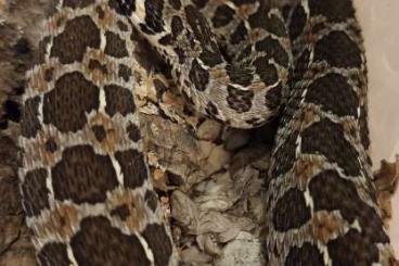 Snakes kaufen und verkaufen Photo: Houten ,Snake day october or ask...