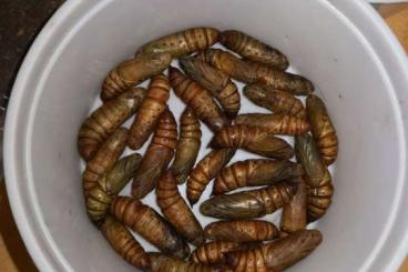 Insekten kaufen und verkaufen Foto: Hyles Tithymali Fresh Pupae