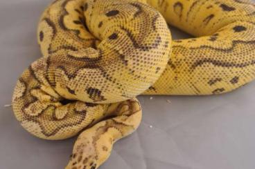 Königspythons kaufen und verkaufen Foto: Python regius Ballpython Königspython 