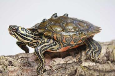 Schildkröten  kaufen und verkaufen Foto: Graptemys Nigrinoda Nigrinoda