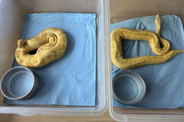 Königspythons kaufen und verkaufen Foto: 2.0 Banana Enchi pastel Mojave 100%het Pied pos Superenchi Königspythons kaufen und verkaufen Foto: 2.0 Banana Enchi pastel Mojave 100%het Pied pos Superenchi