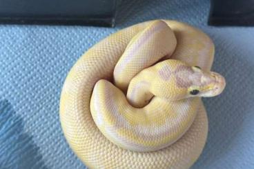 Ball Pythons kaufen und verkaufen Photo: 1,0 Banana Superenchi Superpastel Leopard pos Mojave - Phantom Nz 24 Ball Pythons kaufen und verkaufen Photo: 1,0 Banana Superenchi Superpastel Leopard pos Mojave - Phantom Nz 24