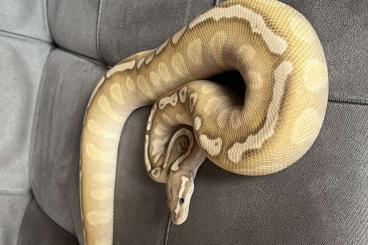 Königspythons kaufen und verkaufen Photo: Königspython Nz 24 und 2 Adulte Tiere Nz 23 Königspythons kaufen und verkaufen Photo: Königspython Nz 24 und 2 Adulte Tiere Nz 23