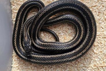Snakes kaufen und verkaufen Photo: Elaphe dione Barnauł CB23 / CB19 Snakes kaufen und verkaufen Photo: Elaphe dione Barnauł CB23 / CB19