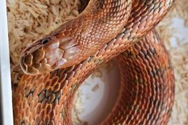 Snakes kaufen und verkaufen Photo: Looking for male Elaphe dione Vladivostok with greenishdots Snakes kaufen und verkaufen Photo: Looking for male Elaphe dione Vladivostok with greenishdots